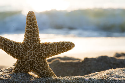 Close-up of rock on beach