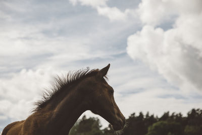 Head of horse