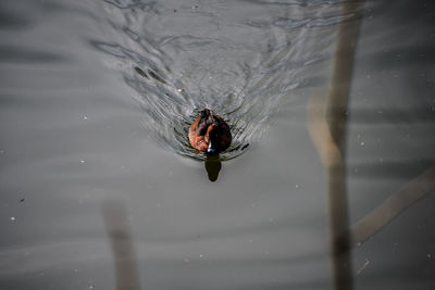 High angle view of duck swimming in water