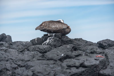 Close-up of bird perching on rock against sky