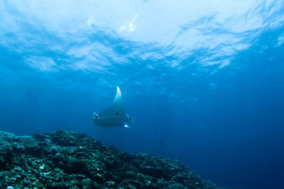 View of fish underwater