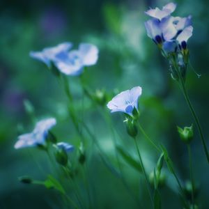 Close-up of white flowers blooming outdoors