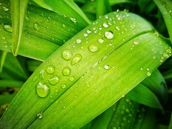 Close-up of wet leaves