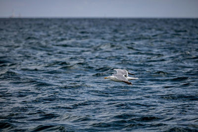 Bird flying over sea against sky