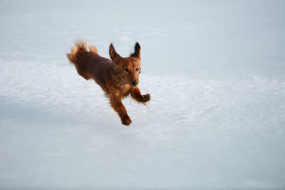 Dog running on snow field