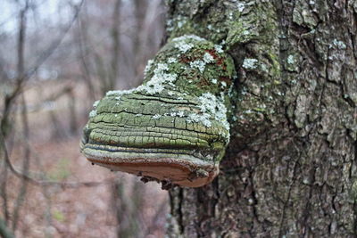 Close-up of lichen on tree trunk