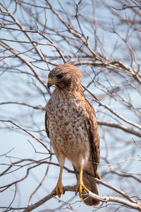 Bird perching on a branch