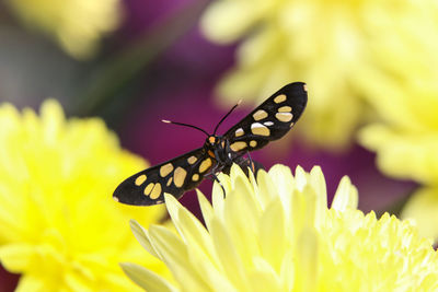 Close-up of butterfly pollinating on yellow flower