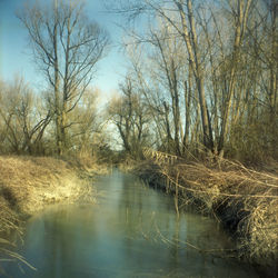 Bare trees in forest