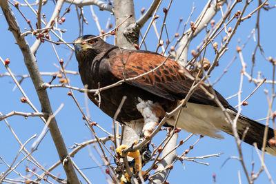 Low angle view of hawk perching on bare tree against clear blue sky