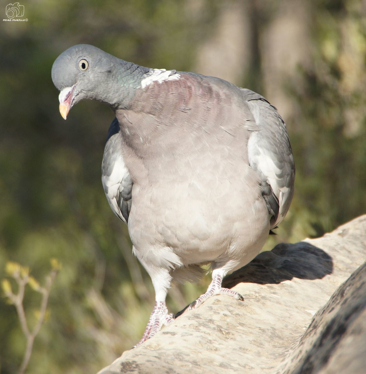 bird, animal, animal themes, vertebrate, animal wildlife, animals in the wild, one animal, focus on foreground, close-up, day, no people, perching, nature, outdoors, tree, sunlight, gray, white color, plant, beak