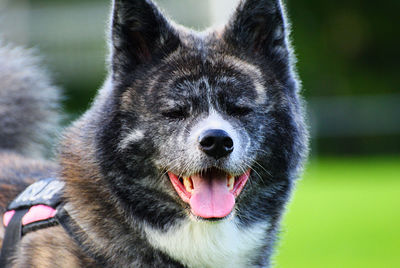 Close-up of a dog
