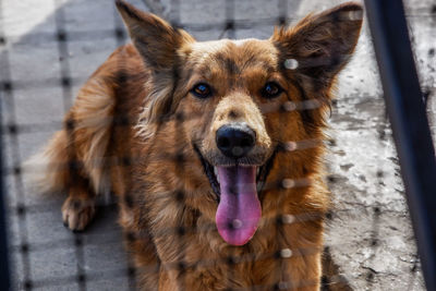 Portrait of dog