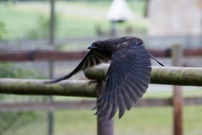 Close-up of bird flying