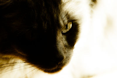 Close-up portrait of cat
