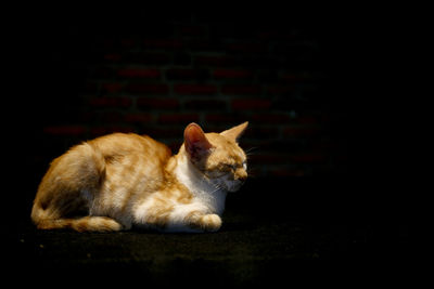 Close-up of a relaxed cat