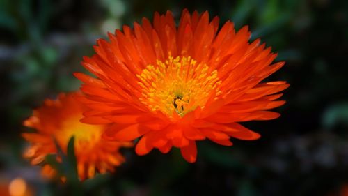 Close-up of orange flower blooming outdoors