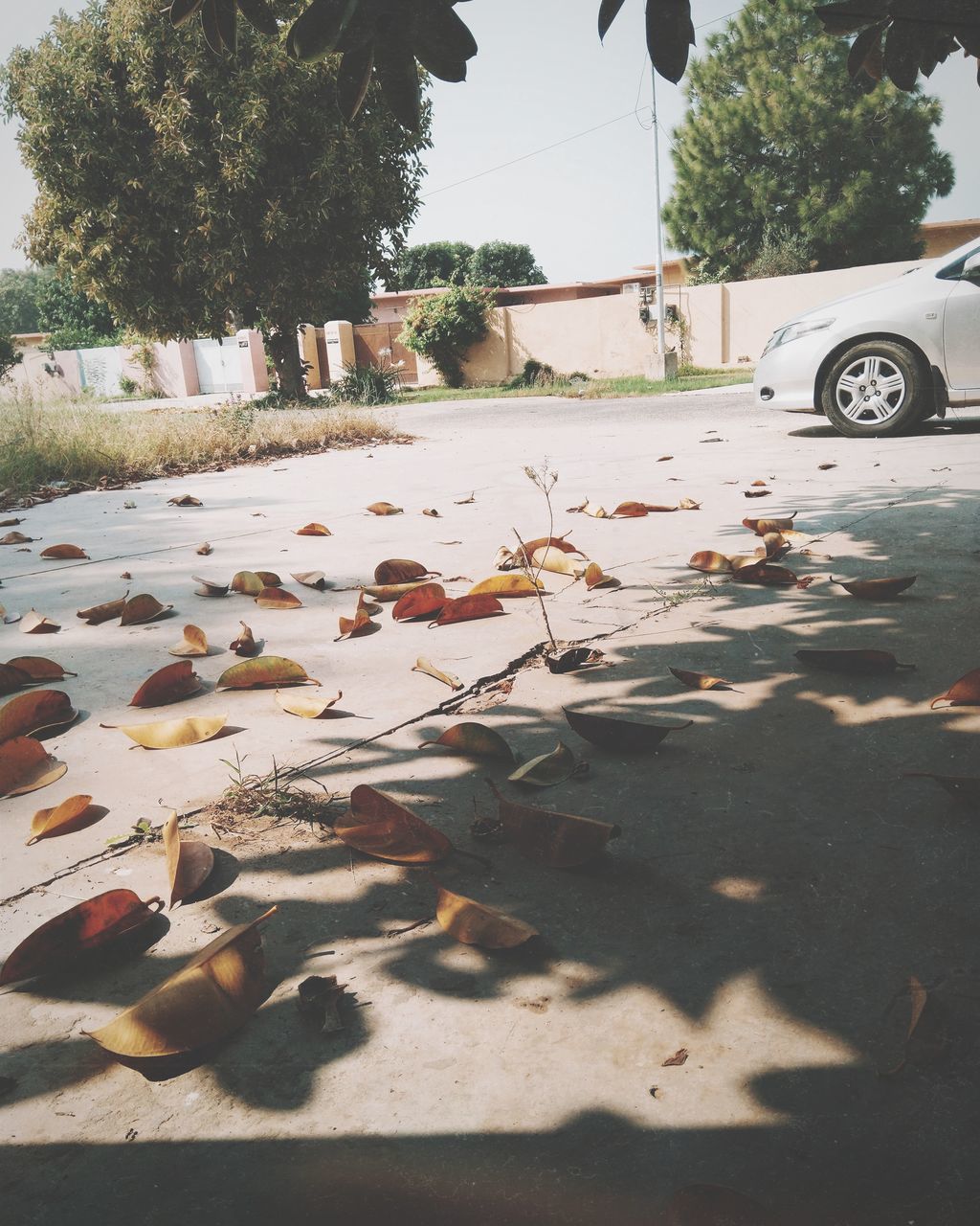 motor vehicle, car, plant, nature, tree, transportation, sunlight, shadow, mode of transportation, day, no people, land vehicle, leaf, road, plant part, city, street, falling, group of animals, outdoors, surface level, leaves