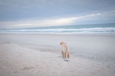 Dog sitting on beach against sky