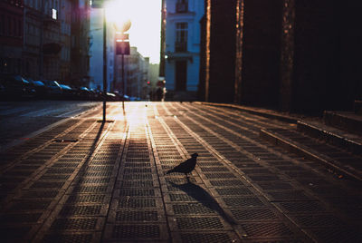 Silhouette of bird on footpath in city