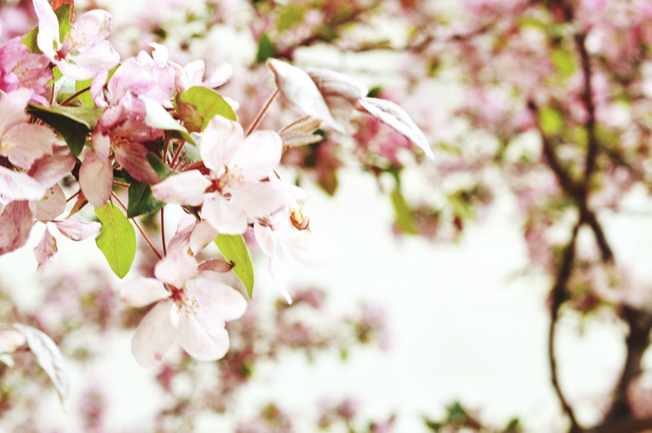 flower, freshness, growth, cherry blossom, branch, fragility, tree, beauty in nature, blossom, cherry tree, nature, petal, focus on foreground, close-up, in bloom, twig, fruit tree, springtime, blooming, pink color