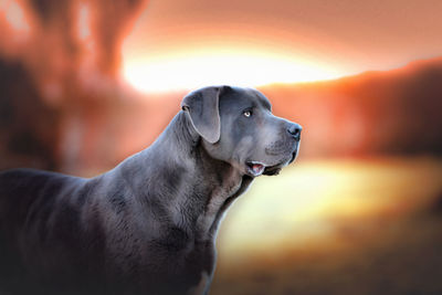 Close-up of dog looking away