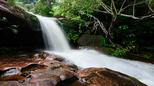 Scenic view of waterfall in forest