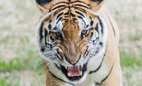 Close-up portrait of tiger