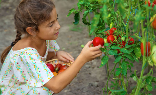Cute smiling girl picking tomatoes at farm