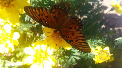 Close-up of butterfly pollinating on flower