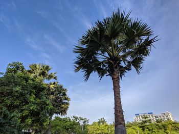 Low angle view of coconut palm tree against blue sky