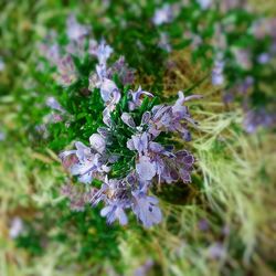 Close-up of purple flowers