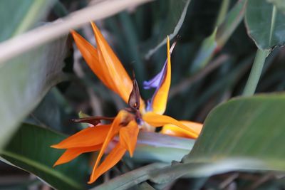 Close-up of orange flower