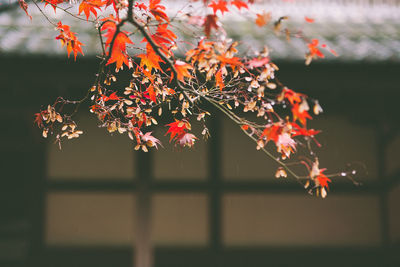 Close-up of red flowers