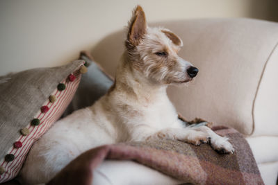 Alert jack russel lying on sofa arm.