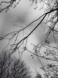 Low angle view of bird on tree against sky