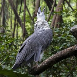 Bird perching on a tree