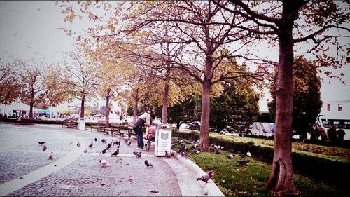 Bare trees in park