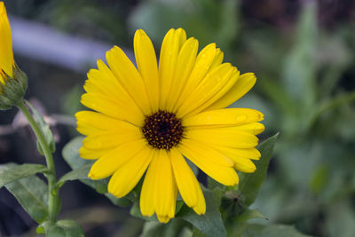 Close-up of yellow flower