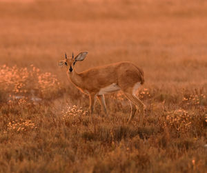 A sunset at the remote liuwa plains national park. an oribi taking in the last light of the day.