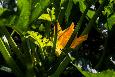 Close-up of flowering plant leaves on field
