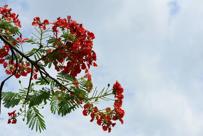 Low angle view of red flowering plant against sky