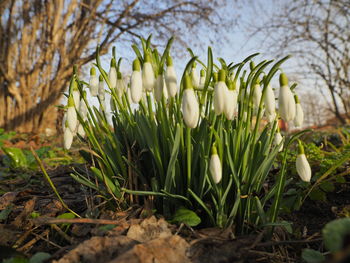 Close-up of white flowering plants on field