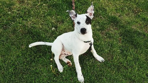 Dog on grassy field