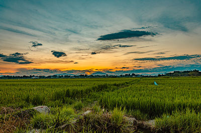 Scenic view of agricultural field against sky during sunset