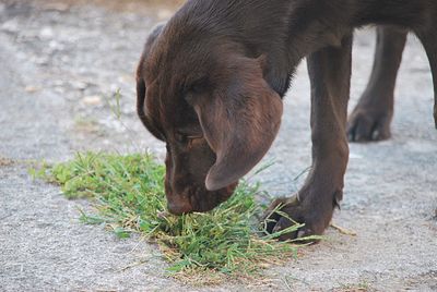 Close-up of a dog