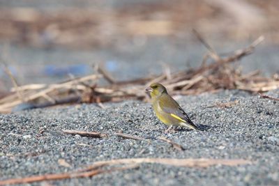 Close-up of bird perching outdoors