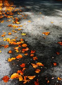 Fallen leaves on ground