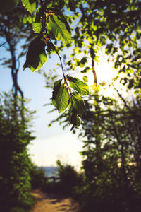 Low angle view of fruits hanging on tree