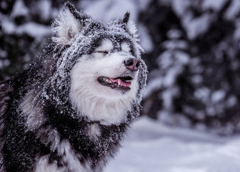 Close-up of dog on snow